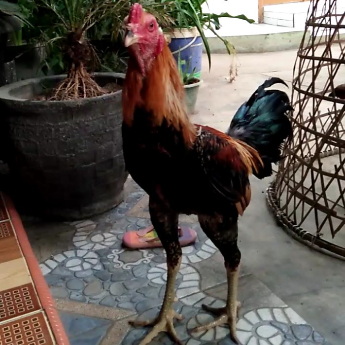 Ayam Magon Ori Yokkere Kaki Hitam Lawan Pakoy Pama Shamo Ganoi Koygon