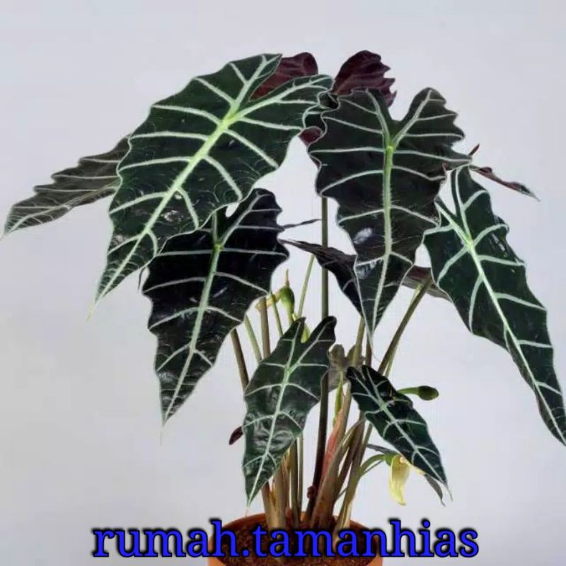 Tanaman Hias Keladi Tengkorak Amazon- Tanaman Indoor - Tanaman Outdoor - tanaman hias hidup - bunga 