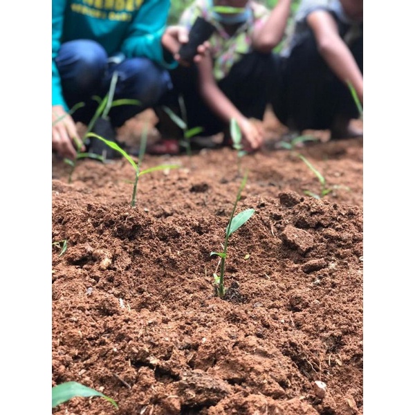 Bibit Jahe Merah Medan