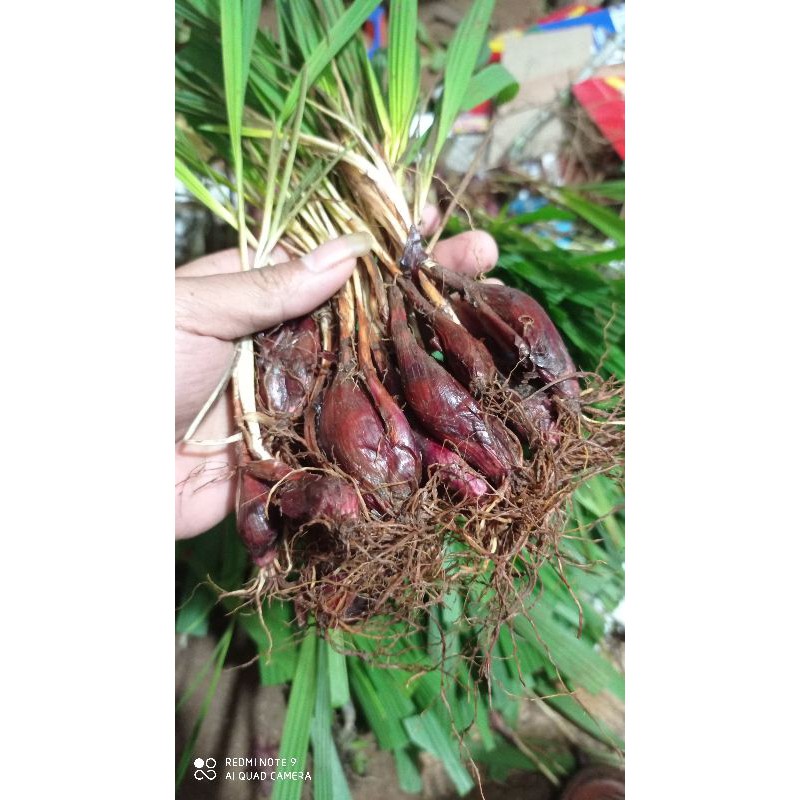 

Bawang dayak segar