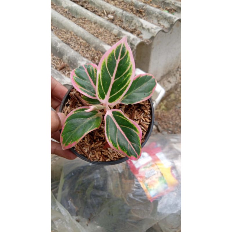 tanaman hias aglonema kw'an lotus lipstik monalompek