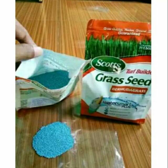 Benih biji rumput grass seed 50 gram-biji rumput golf grass seed