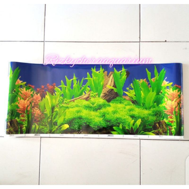 Aquascape Aquarium Background