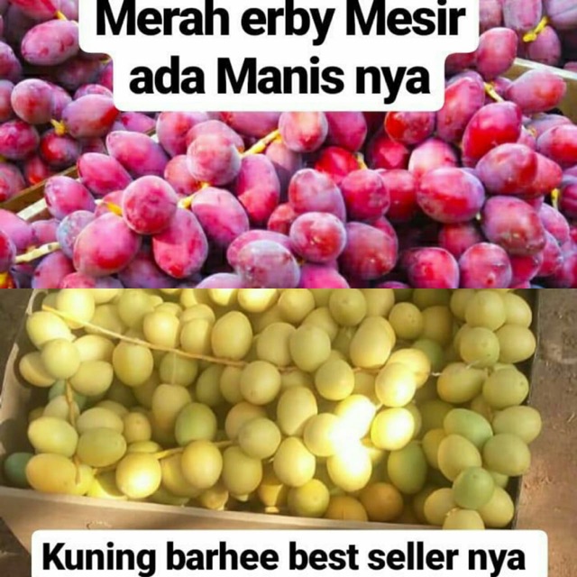 

Kurma Muda