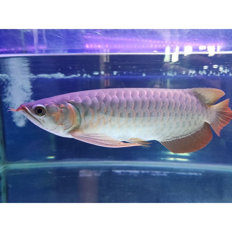 Arwana Super Red Arowana SR -+30cm Special Dayung & Ekor Kipas udah ada memerah