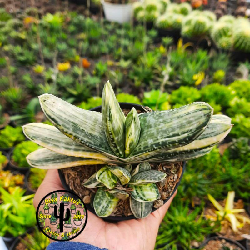 KAKTUS SKULEN - gasteria obtusa forma variegatta