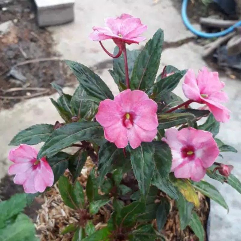 tanaman hias bunga pacar air pink