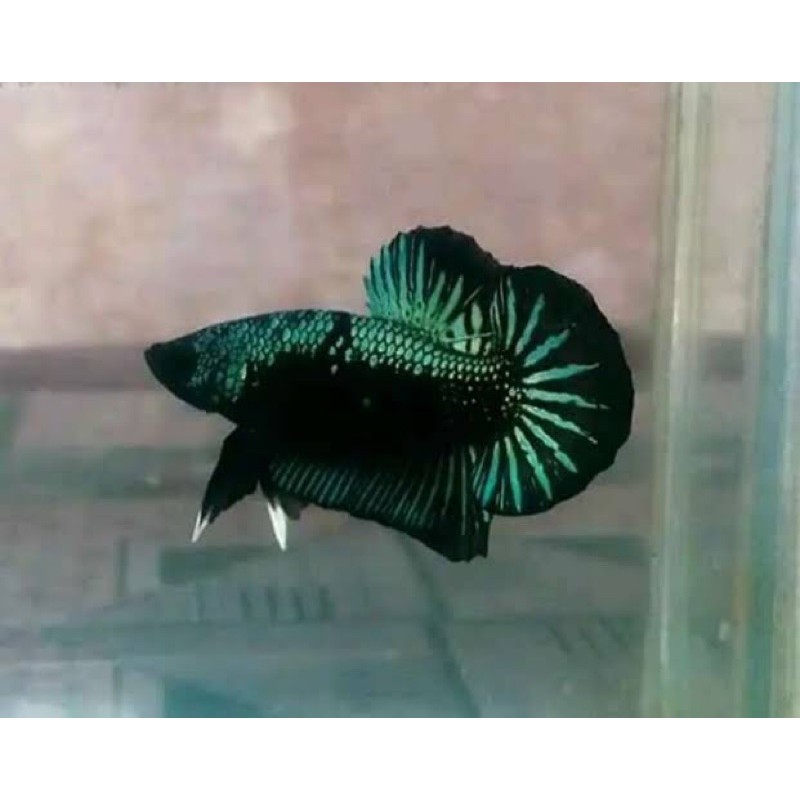 cupang hias green samurai