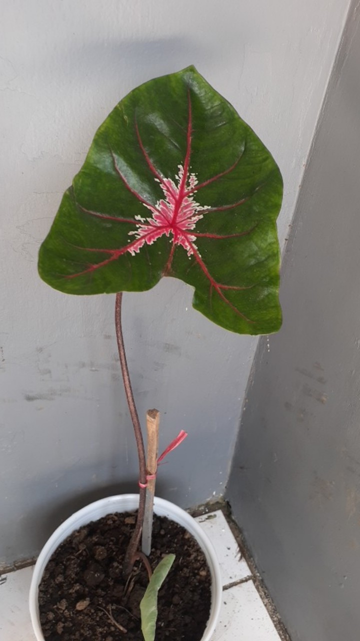 Kladi Joker Keladi Joker Caladium Ace Of Hear Jantung Hati