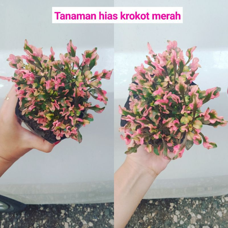 Tanaman Hias Krokot Merah Rimbun