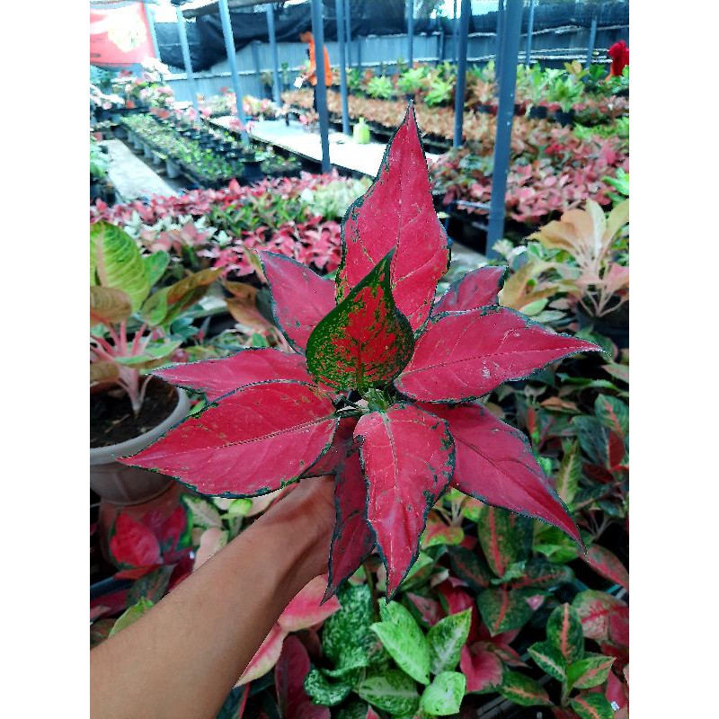 Tanaman hias bunga aglaonema ruby red garuda