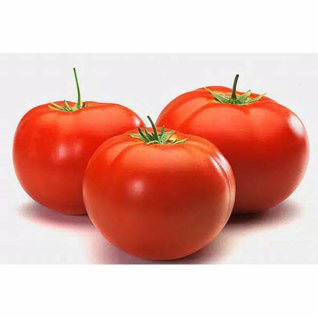 Benih Tomat Apel Merah Jumbo