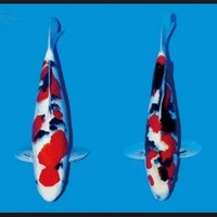 Ikan Koi Sankei Blitar 26-30 cm Up Grade A (Bisa Pilih)