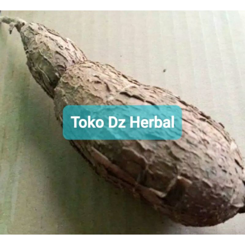 

Hemat 300 gram singkong racun sapi kuru singkong genderewo segar-az