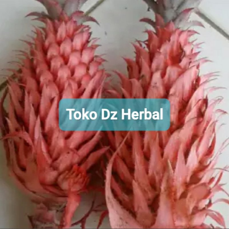 

Jual Nanas Merah Nanas Muda Asli Langsung petik 1 kg-az