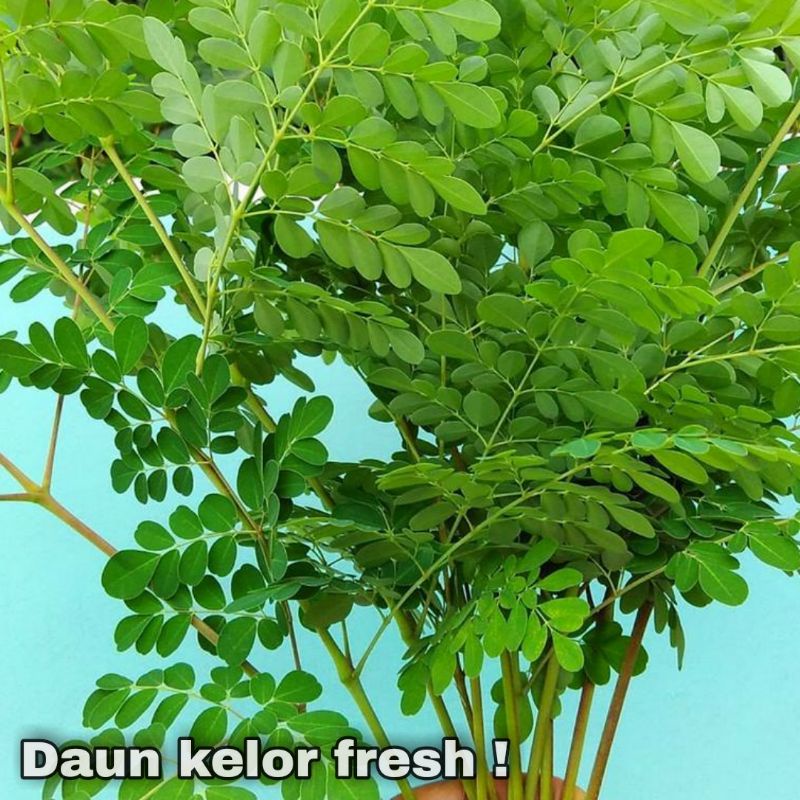 

Daun Kelor Segar Harga pertangkai langsung dari pohon
