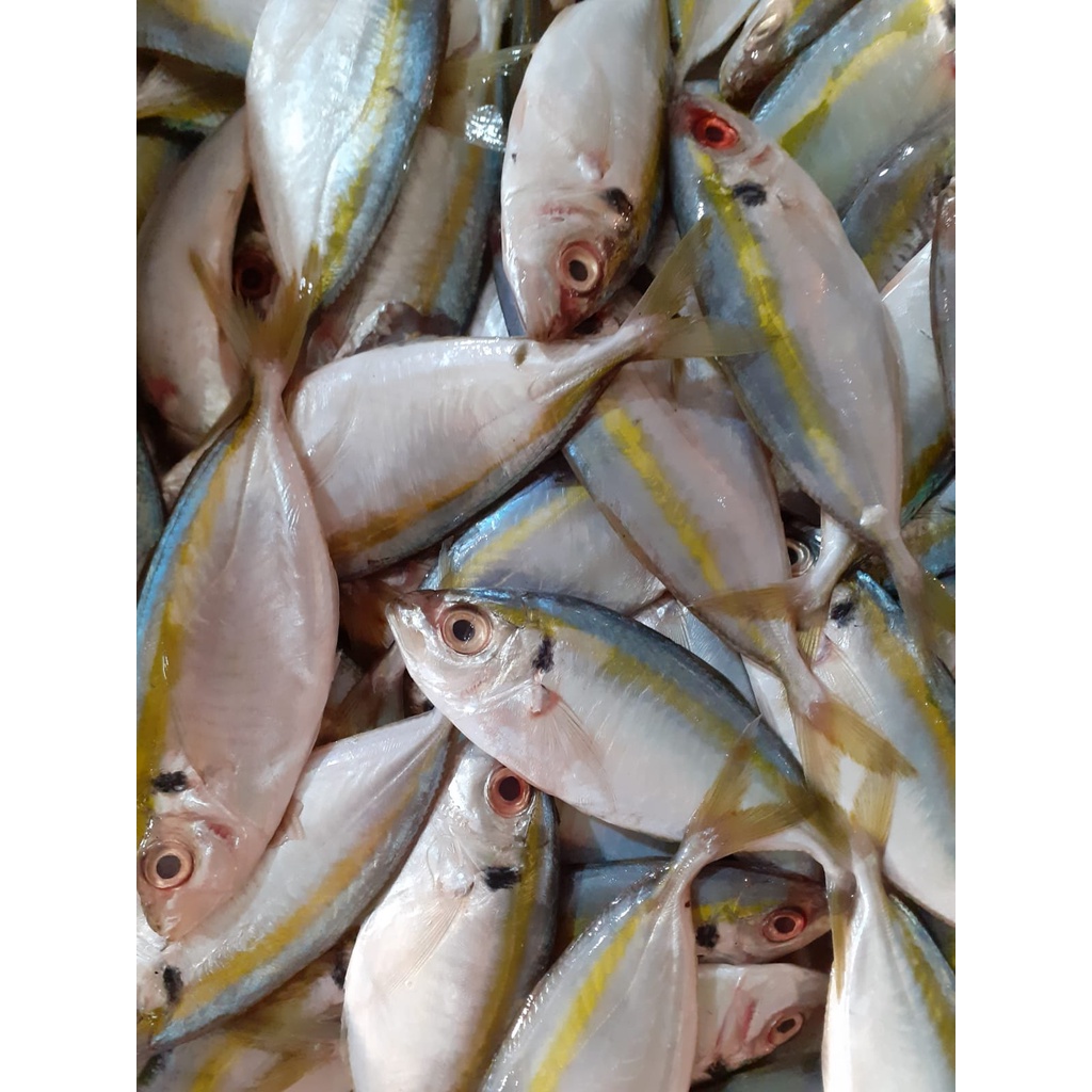 

Ikan Selar Segar