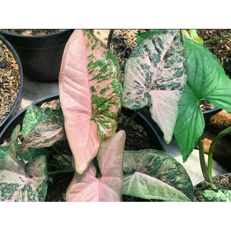 Syngonium Flecked Pink