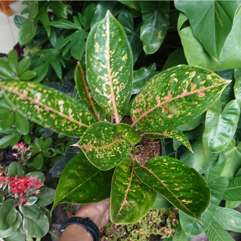 Aglaonema Serena