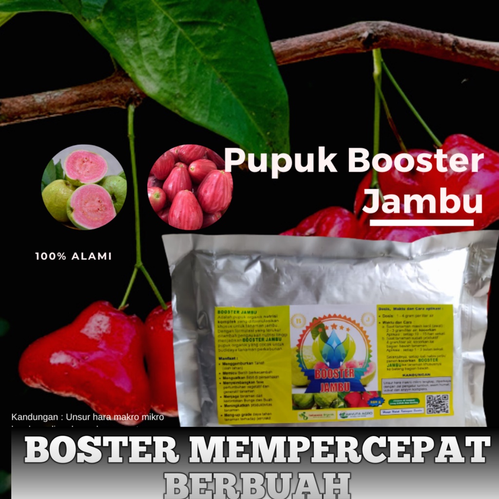 Booster pupuk bibit jambu agar bisa berbuah dengan cepat dan berbuah lebat