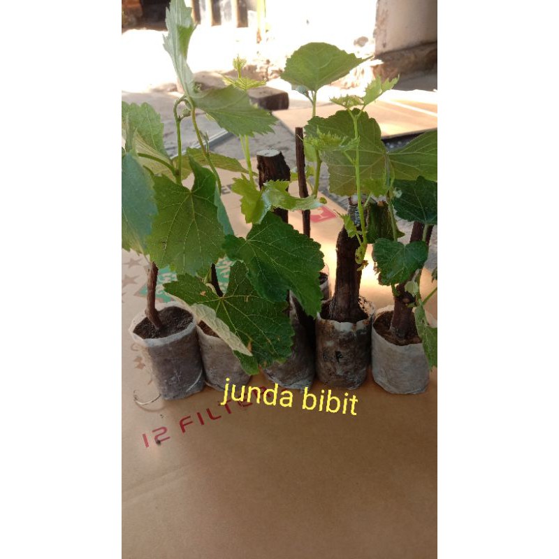 

bibit buah anggur lokal.merah&hijao