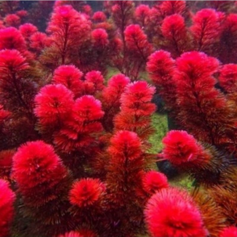 tanaman aquascape cabomba super red