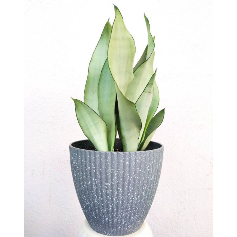 Sanseviera Moonshine