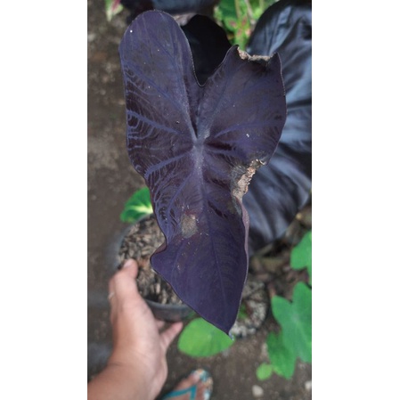 colocasia black coral