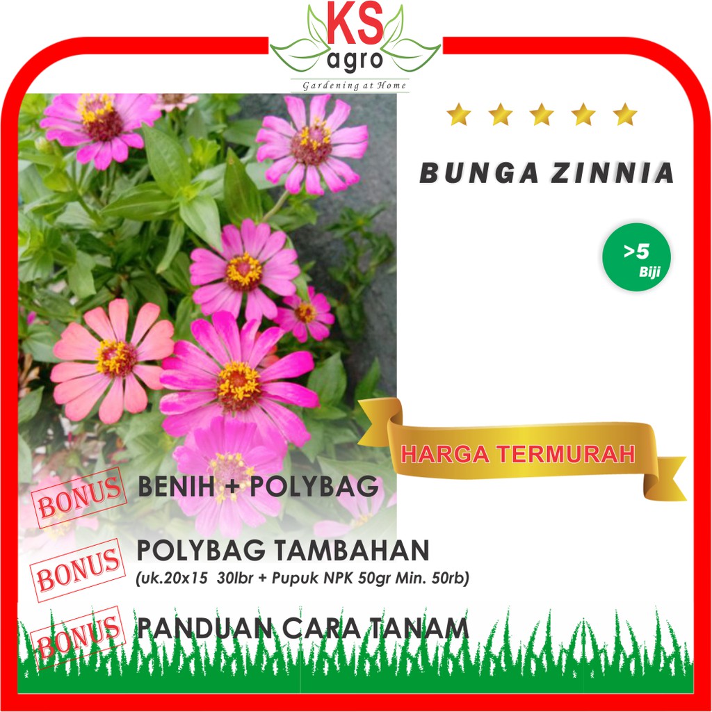 BENIH BUNGA ZINNIA BIBIT BUNGA UNGGUL