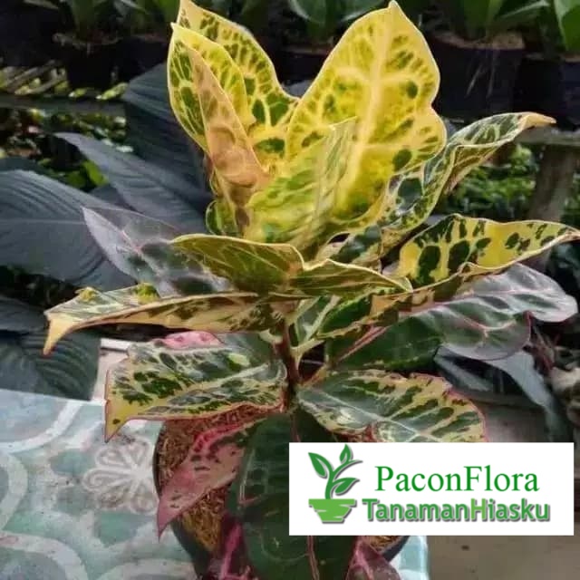 tanaman hias puring kura - pohon puring kura