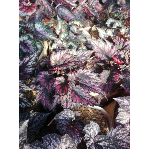 Tanaman Hias Begonia Rex Hybrid Jumbo