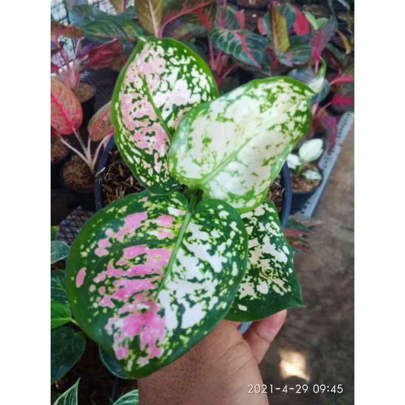 2 PAKET TANAMAN HIAS AGLONEMA TRI COLOR