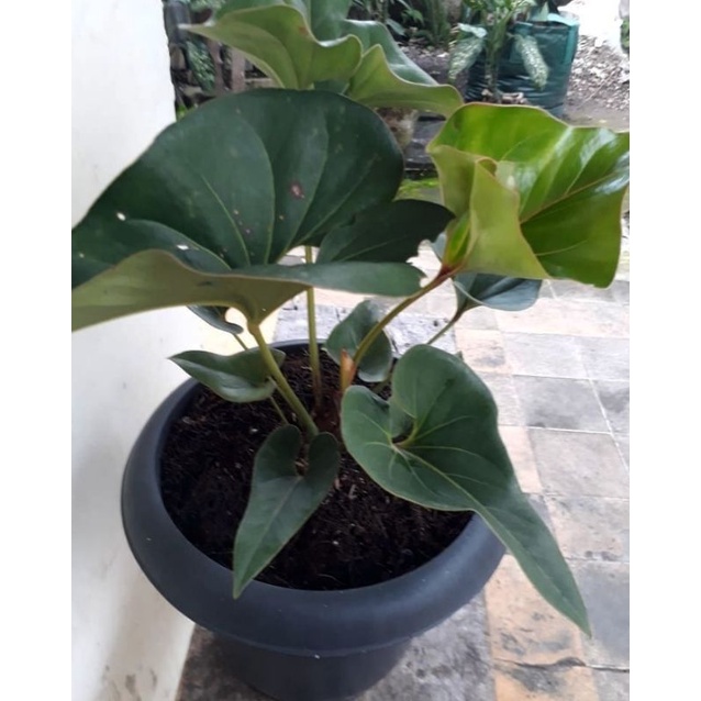 ANTHURIUM CORONG Bibit anthurium brownii