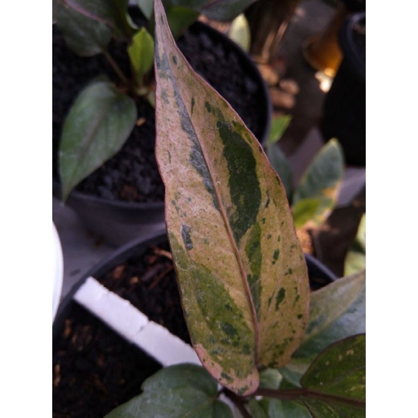 hokeri pink polkadot