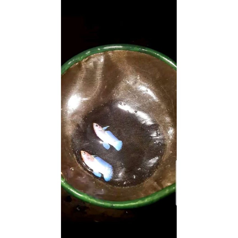 

Ikan cupang hias bluerim