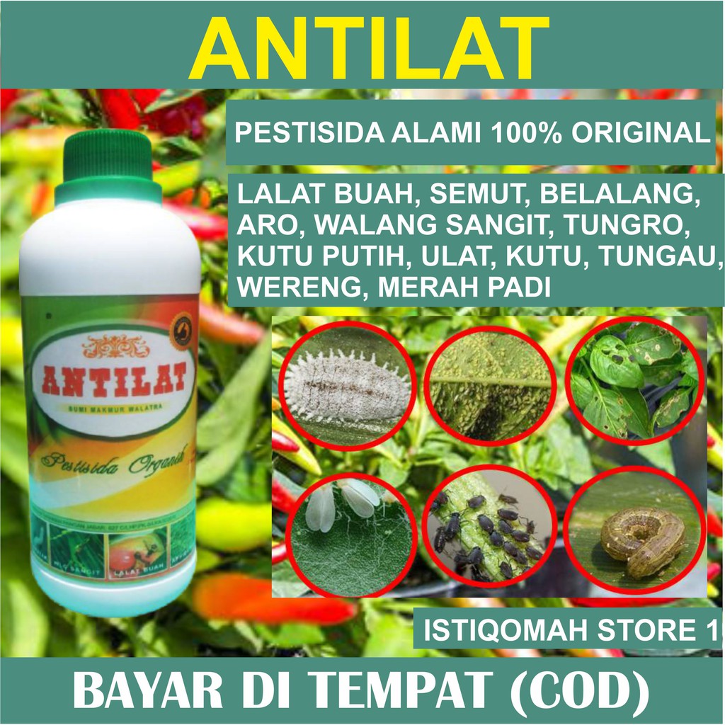 Jual Pestisida Organik Antilat Obat Hama Tanaman Lalat Wereng Kutu Putih Dll Ampuh Untuk Semua 9563