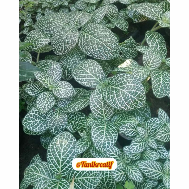 Fittonia Hijau Strip Putih
