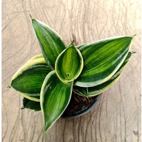 sansevieria hahnii Jade dwarf (pagoda varigata)