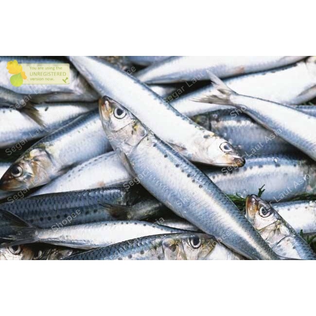 

Ikan Tembang Segar Ikan Tembang Fresh 1kg Ikan Hasil Laut Segar