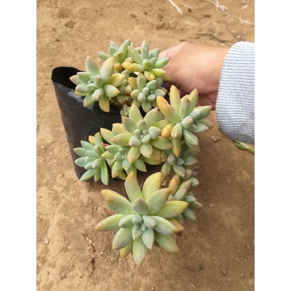 Sukulen Graptosedum Francesco Baldii Jumbo Big Bonsai Rimbun Sculen sekulen echeveria eceveria