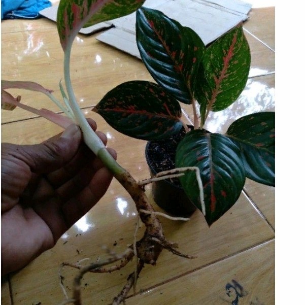 aglonema widuri anakan