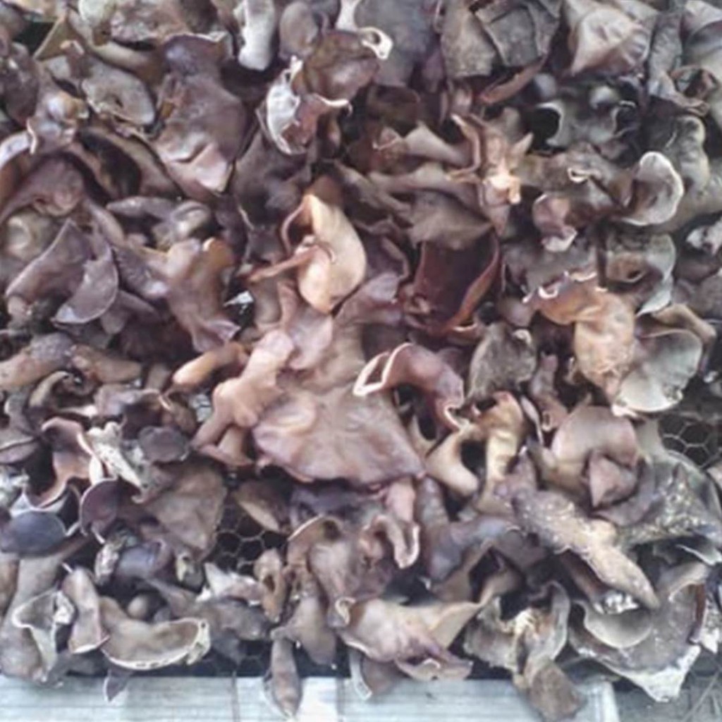 

Jamur Kuping Segar 1000 gram