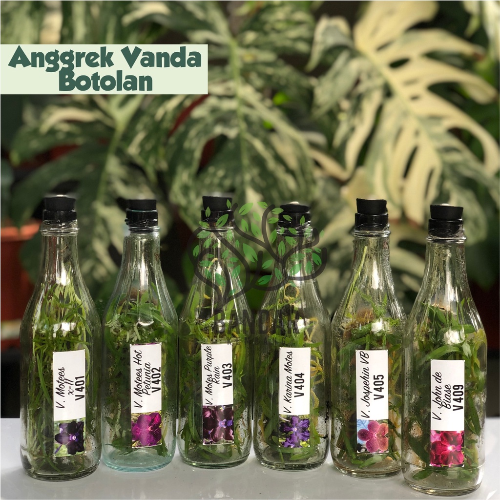 Bibit Anggrek Vanda Dalam Botol Siap Aklim