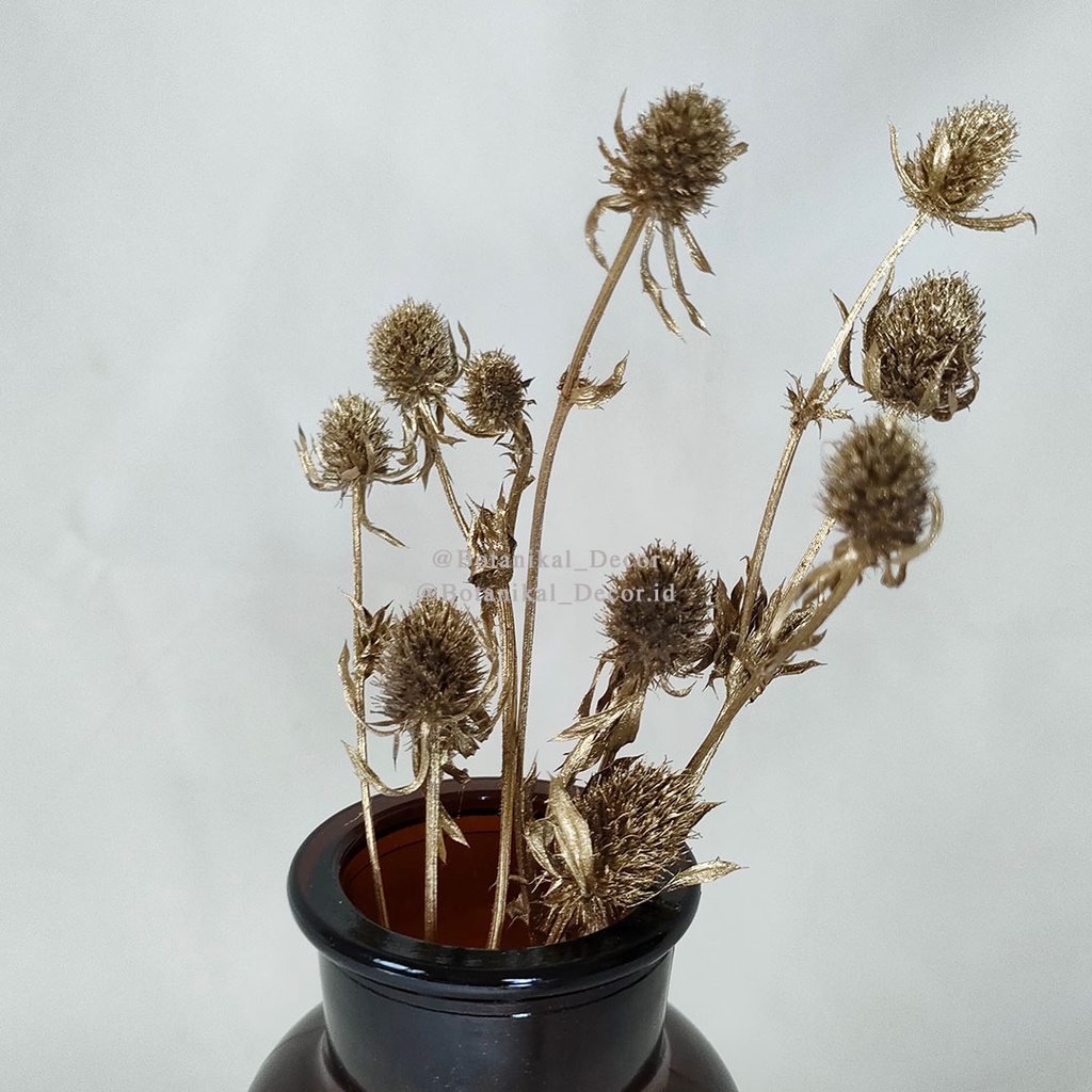 Dried Gold Sea Holly Eryngium Ramadhan Hampers Decoration Lebaran Dekorasi Idul Fitri Hari Raya Hiasan Bunga  Kering  Preserved Flower Dry Flower Dried Flower