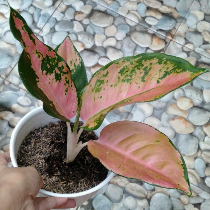 Aglaonema Kochin Tembaga