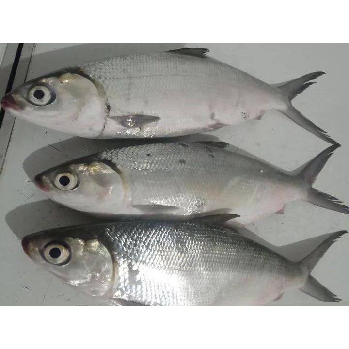 

Ikan Bandeng Fresh Besar Super Jumbo