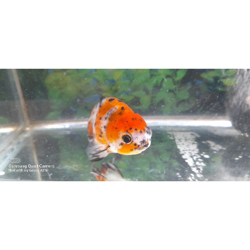 ikan ranchu calico