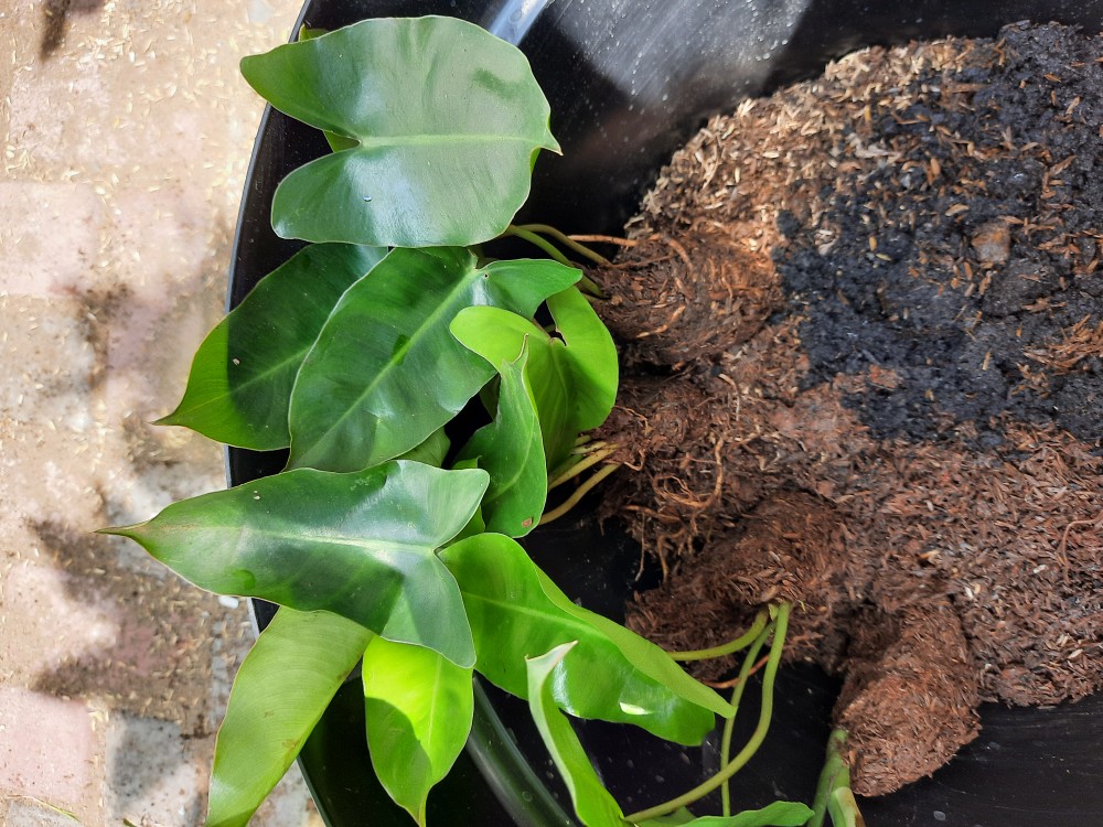 Promo Beli 5 Garatis 1 Tanaman Hias Philodendron Burle Marx/philo Brekele