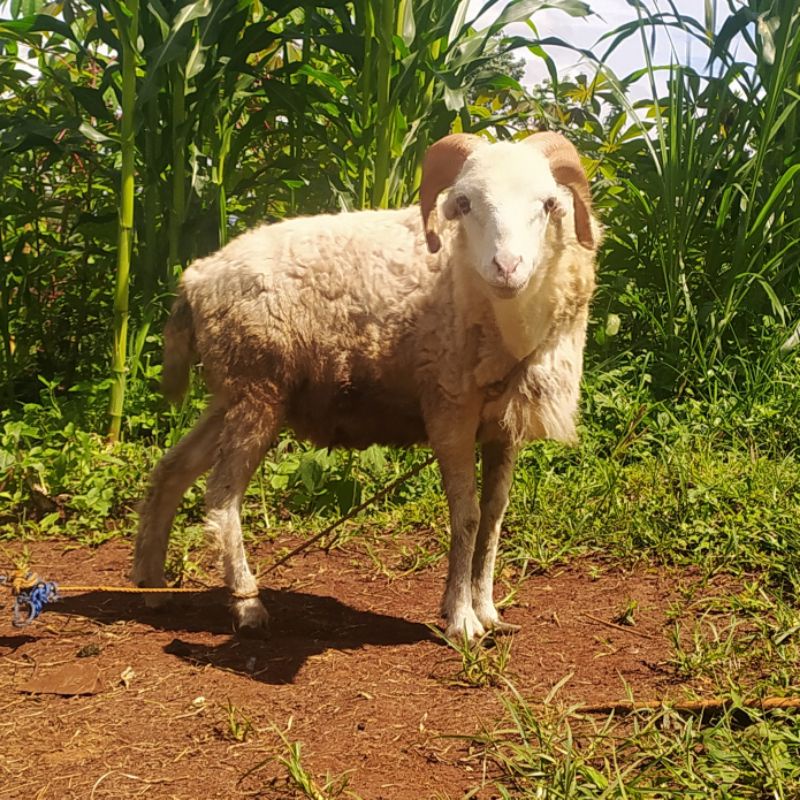 Domba Aqiqah Bandung