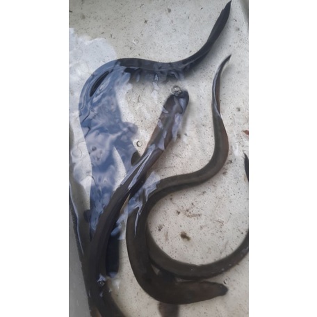 

sidat/Moa hidup 1kg